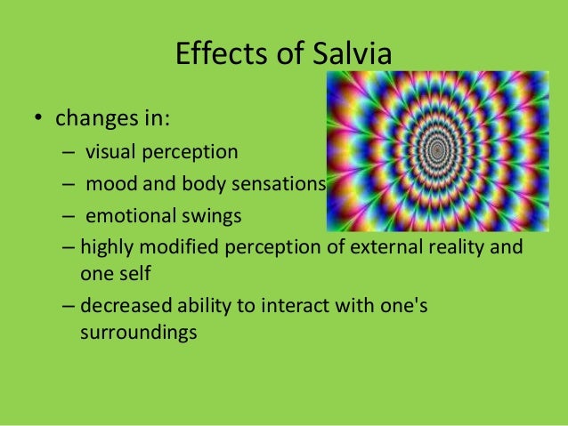 Pictures Of Salvia Effects 58